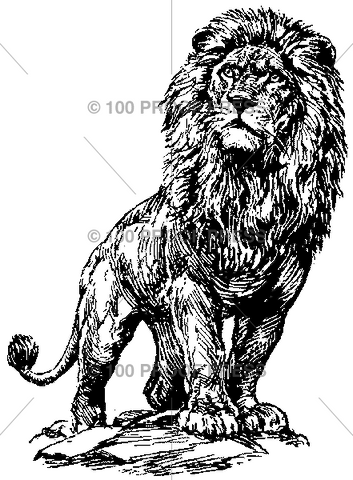 3914 Male Lion