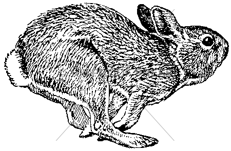 3922 Hopping Hare