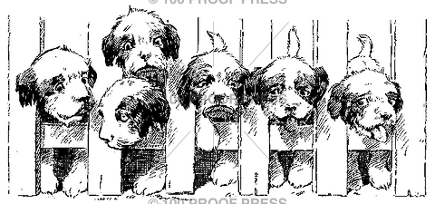 3935 Puppy Fence