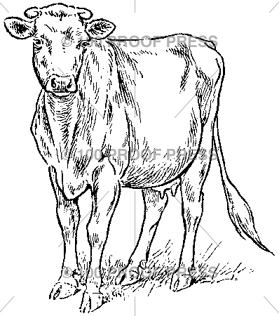 3939 Mother Cow
