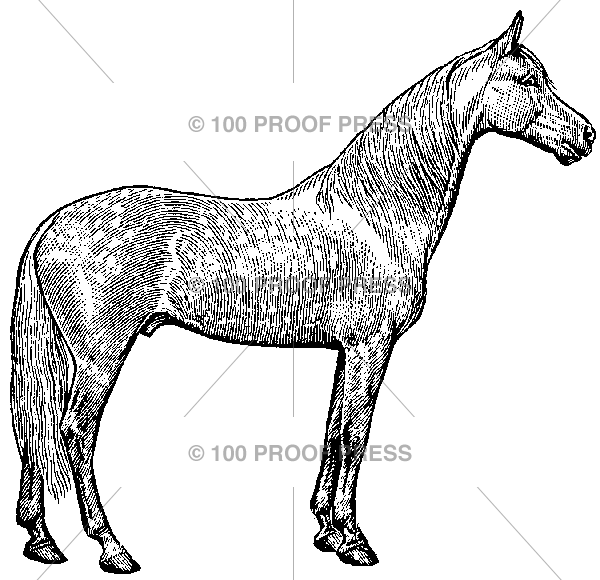 3958 Horse, Dappled, Facing Right