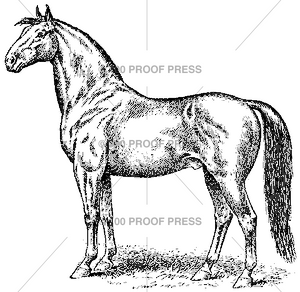 3959 Horse, Dark, Posed Facing Left