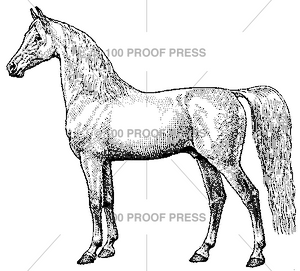 3960 Horse, White, Facing Left