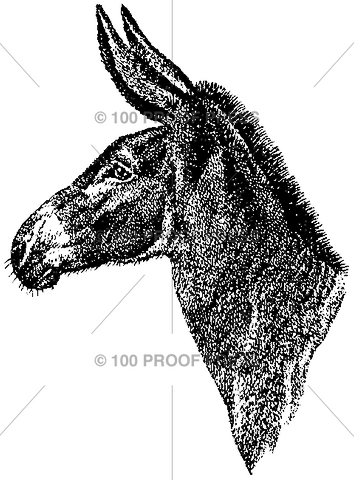 3962 Donkey Head Profile