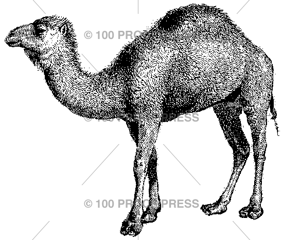 3963 Camel, One Hump