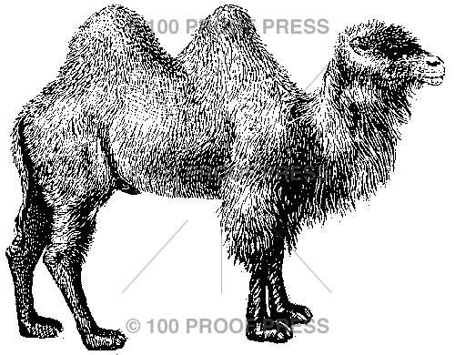 3966 Two Hump Camel