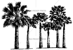 3989 Row of Palms