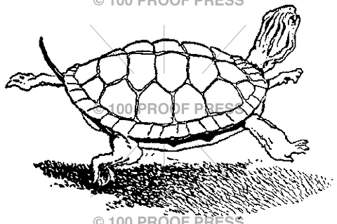 3995 Turtle with Shadow Underneath