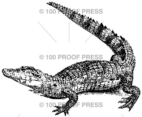 4002 Alligator Posing as a Boomerang