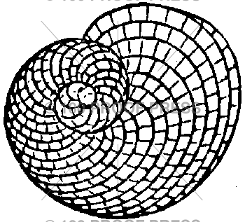 4004 Sundial Shell – 100 Proof Press