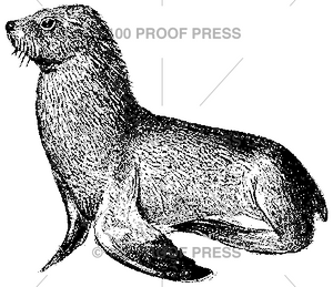 4054 Seal, Side View