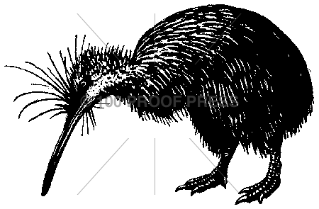 4217 Kiwi Bird