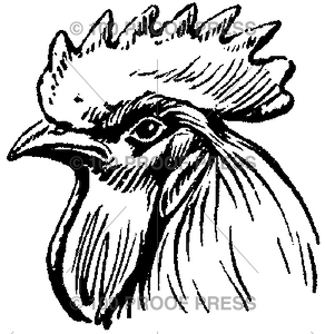 4219 Rooster Head