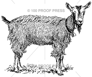 4244 Goat Sporting a Bell