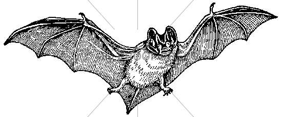 4318 Flying Bat