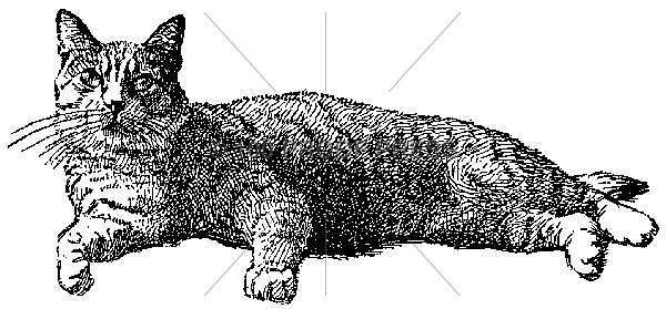 4319 Reclining Cat