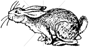 4372 Sniffing Rabbit