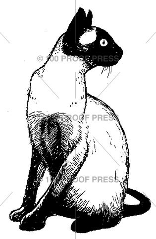 4574 Siamese Cat