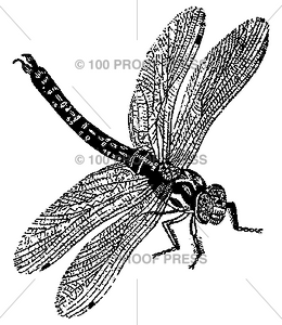 4601 Dragonfly