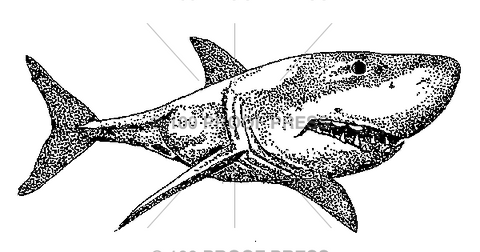 4604 Shortfin Mako Shark