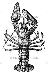 4605 Overhead Lobster Image
