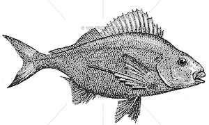 4607 Glub Fish