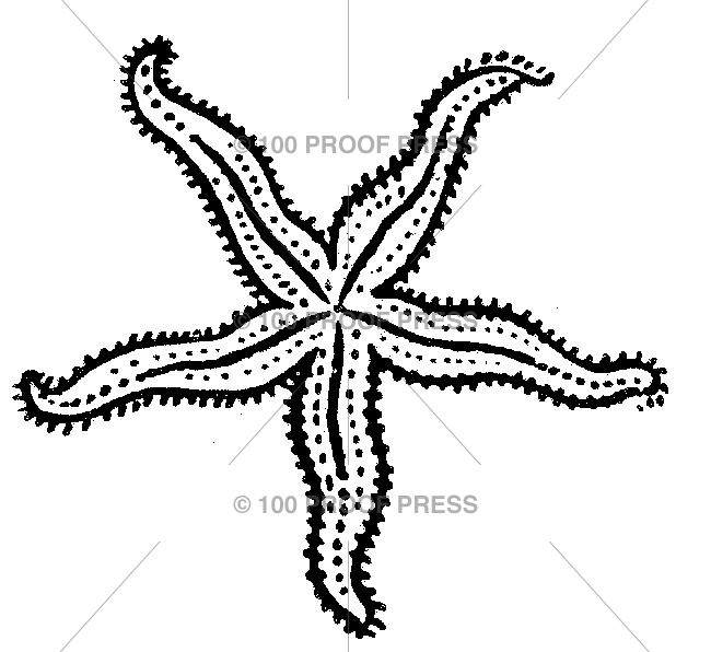 4611 Underside of Starfish