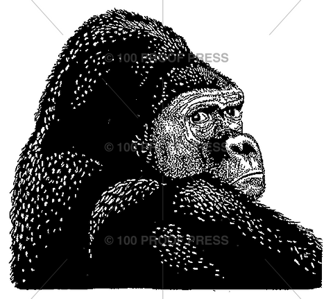 4622 Gorilla Glance