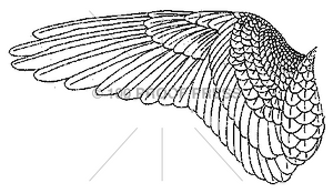 4695 Left Bird Wing