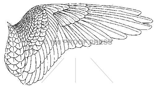 4696 Right Bird Wing