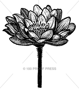4742 Water Lily, Side View