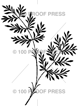 4837 Asparagus Fern Sprig