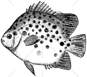 4897 Juvenile Damsel Fish