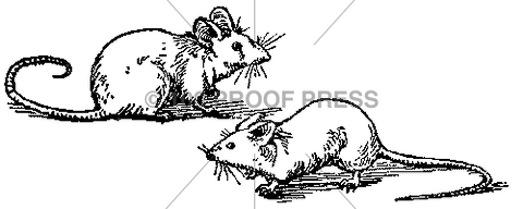 4979 Two Small Rats