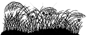 4998 Silhouetted Grass