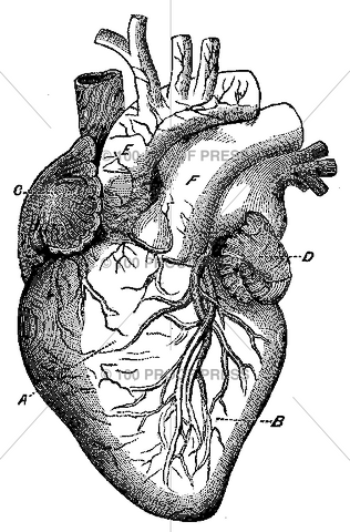 5016 Anatomical Heart