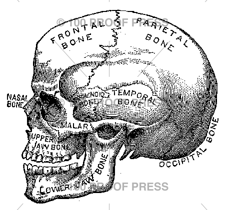 5023 Labeled Skull