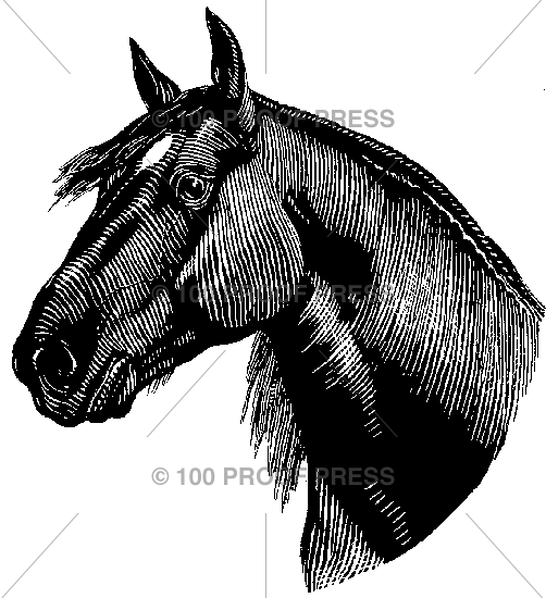 5033 Dark Horse Profile