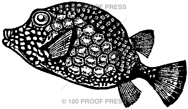 5276 Patterned Fish