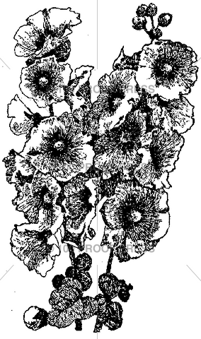 5281 Hollyhocks