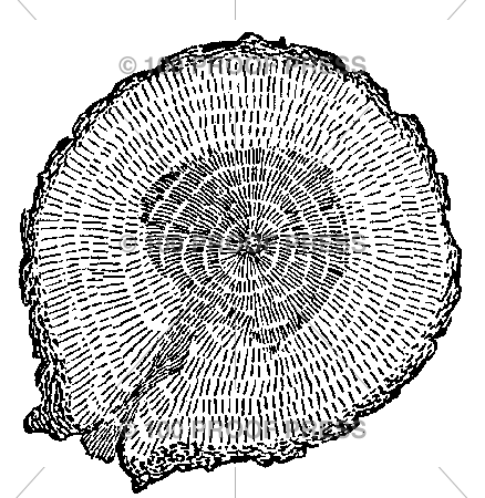 5289 Cross-Section of Tree