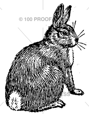 5292 Regular Rabbit