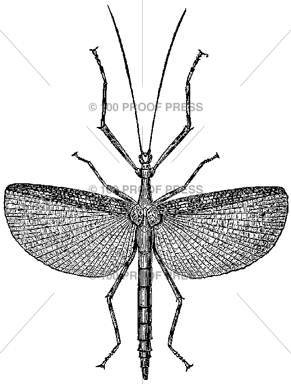 5342 Unusual Bug