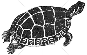 5397 Pond Turtle