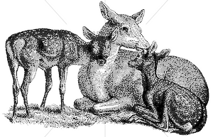 5400 Deer Family