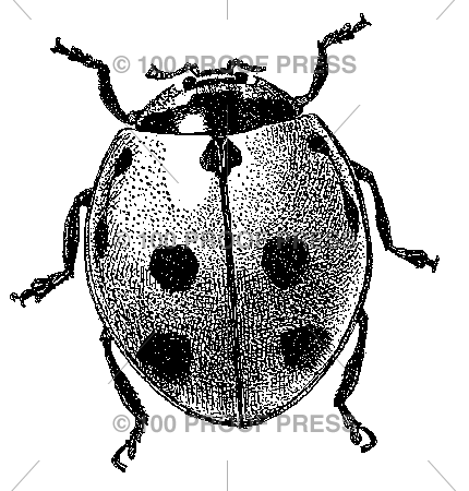 5403 Ladybug