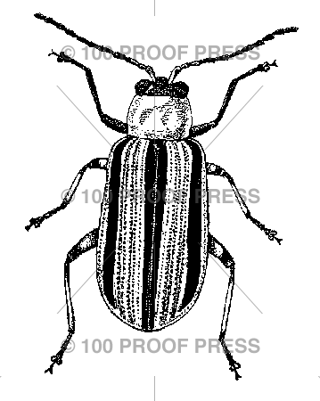 5404 Striped Bug
