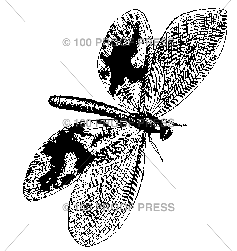 5405 Dragonfly Type, Large
