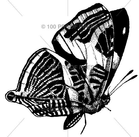 5407 Side Butterfly, Medium