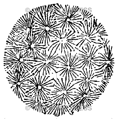 5411 Dandelion Fluff